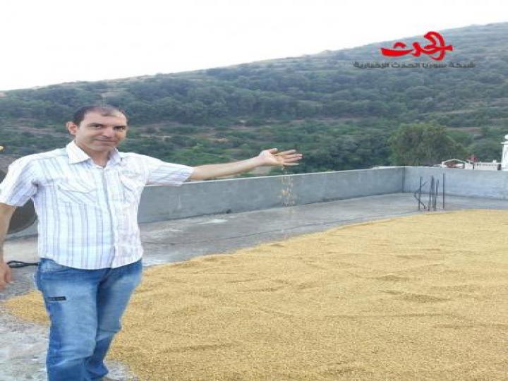 سلق الحنطة من تقاليد قرية قلاطية في وادي النصارى بحمص 