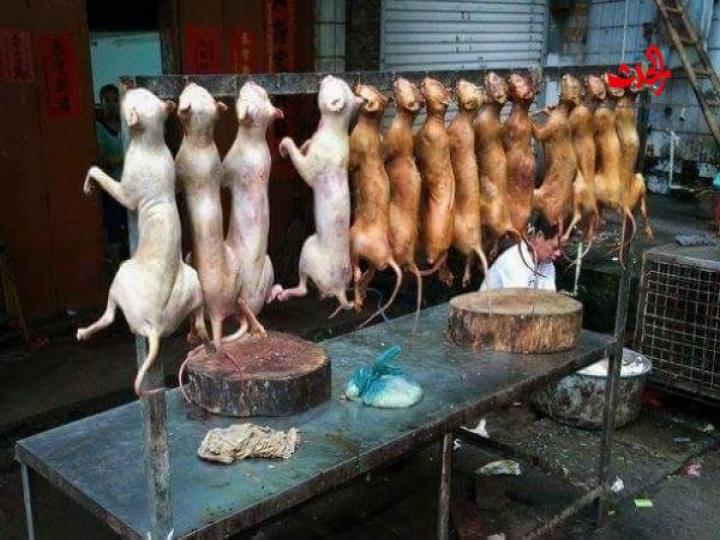 طعام لا نقبله  بالصور