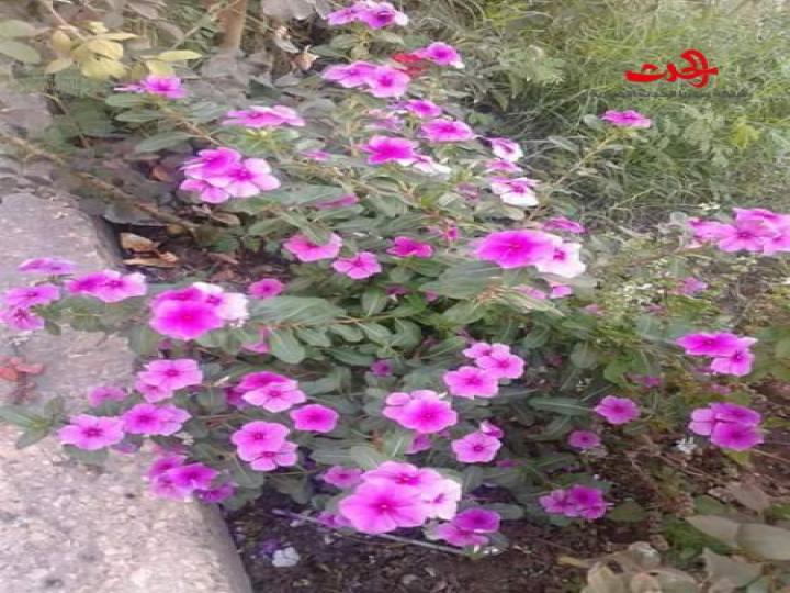 كنت ابحث عنك