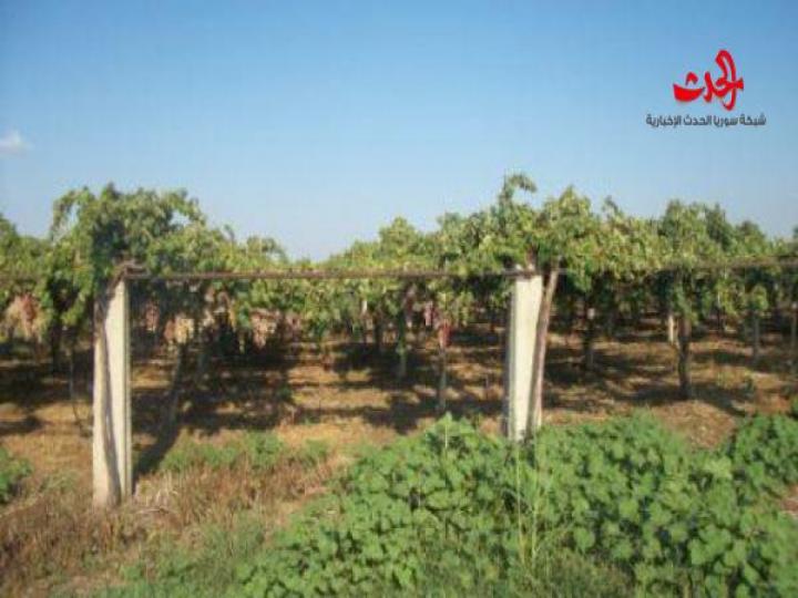 25 مليون ليرة إضافية لمزارعي الكرمة في السويداء