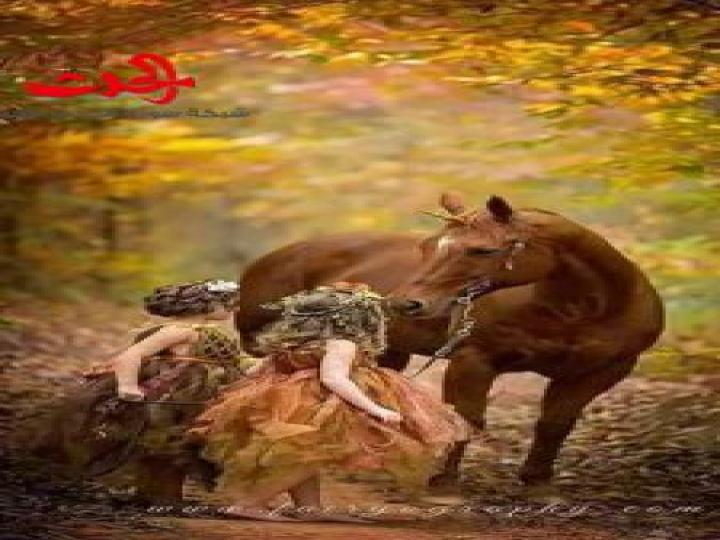 نبضُ السَّمر ... سمر سليمان