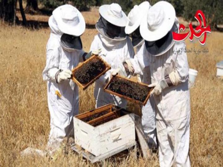  النحــل ثــروة اقتصاديــة مهــددة بالرحيل  فهــل مــن مجيــب؟!!