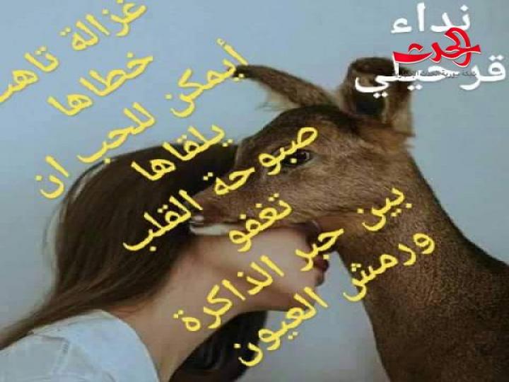 غزالة تاهت  /  شعر نداء قرحيلي