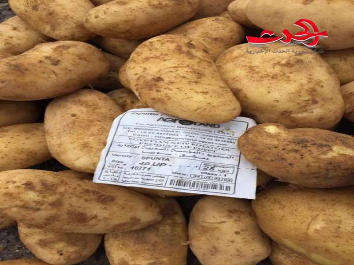 ألفا طن من أصل خمسة آلاف طن من البطاطا تصل طرطوس اليوم