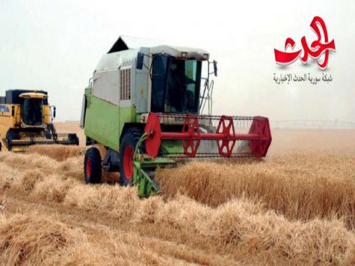 مدير السورية للحبوب: 39 مركزاً جاهزاً لاستلام الأقماح وتجهيز 20 مليون كيس لاستيعاب الموسم