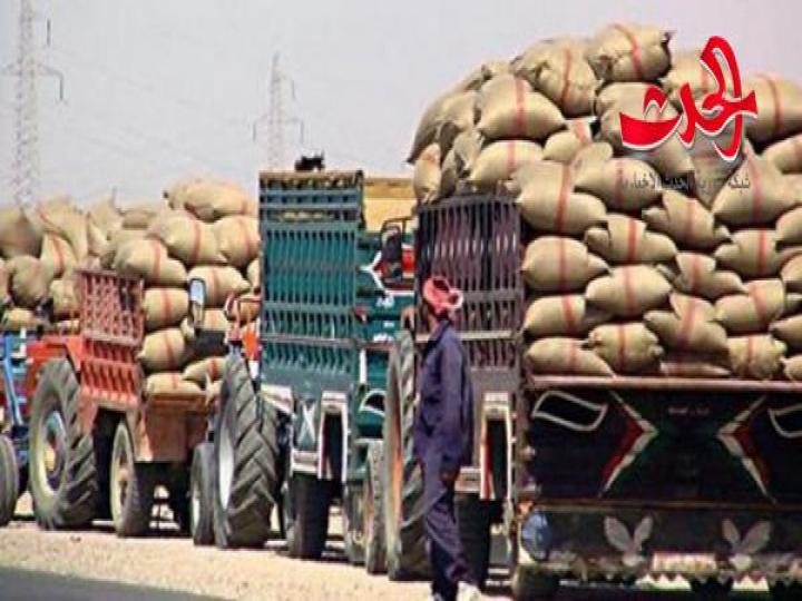 مدير عام المؤسسة السورية للحبوب: شراء أكثر من 9 آلاف طن من الأقماح خلال يومين
