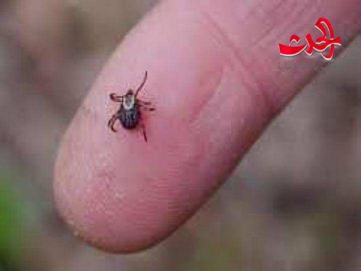 التخلص من بق الفراش المزعج بطريقة بسيطة؟!