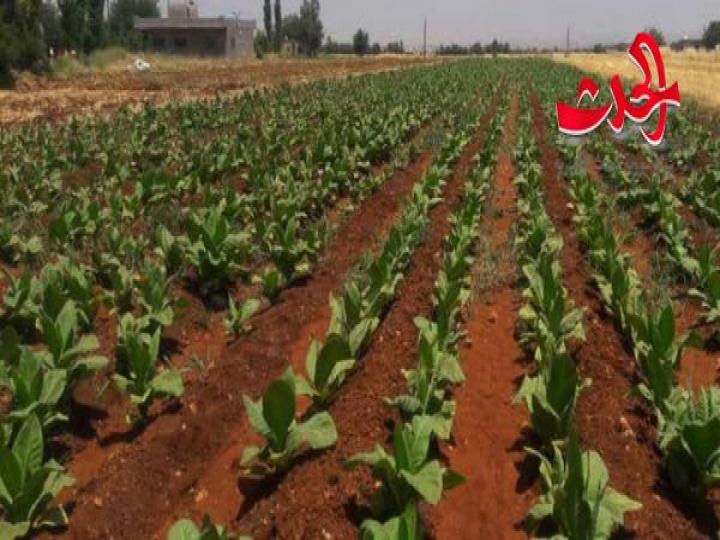 المؤسسة العامة للتبغ: زيادة كميات محصول التبغ عن العام الماضي بنسبة 32 بالمية