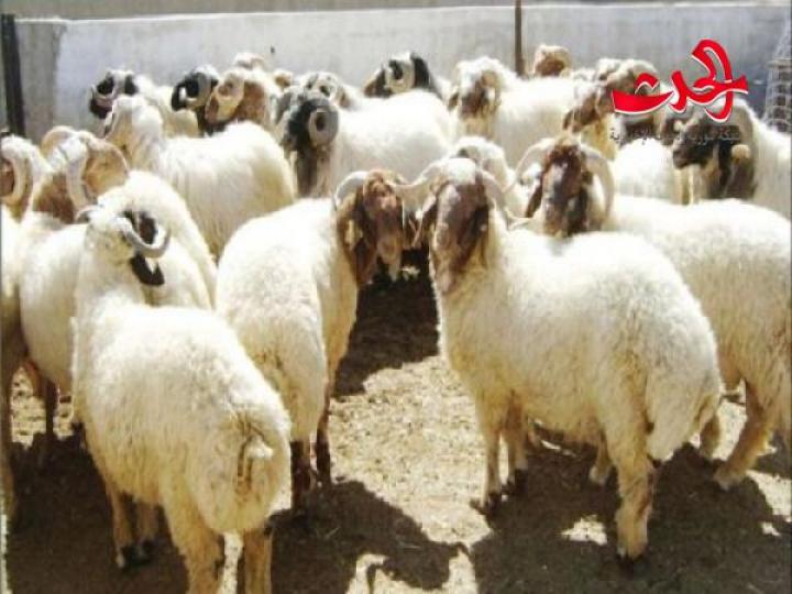 سعر كيلو لحم الأضاحي يرتفع 500 ليرة لهذه السبب ؟! 