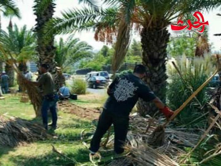 المحافظة تنتهي من غرس 2000 ياسمينة في مشروع طريق قاسيون