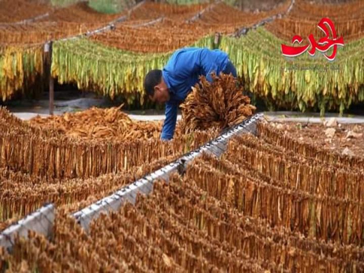 11 مليون كغ انتاج المؤسسة العامة للتبغ هذا العام