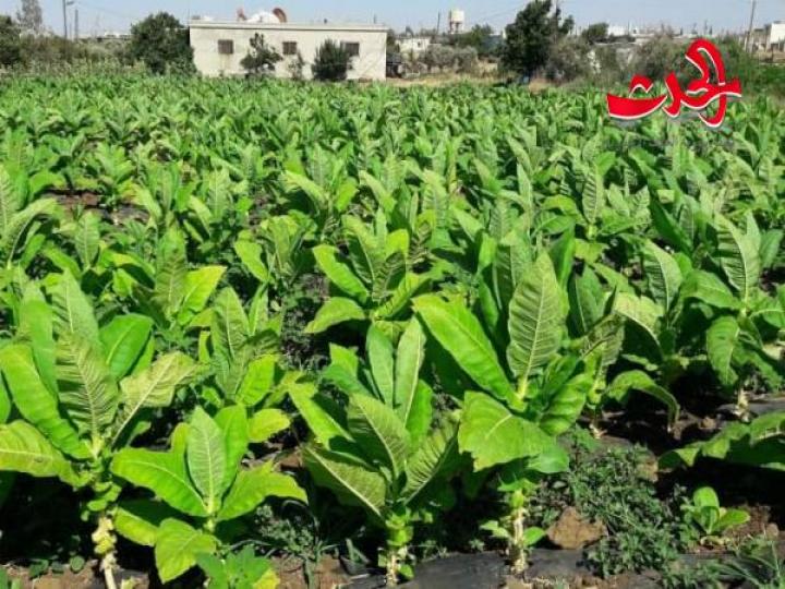 11 مليون كغ انتاج المؤسسة العامة للتبغ هذا العام