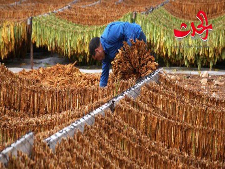 المؤسسة العامة للتبغ:إعفاء مزارعي التبغ من غرامة قيمة العجز