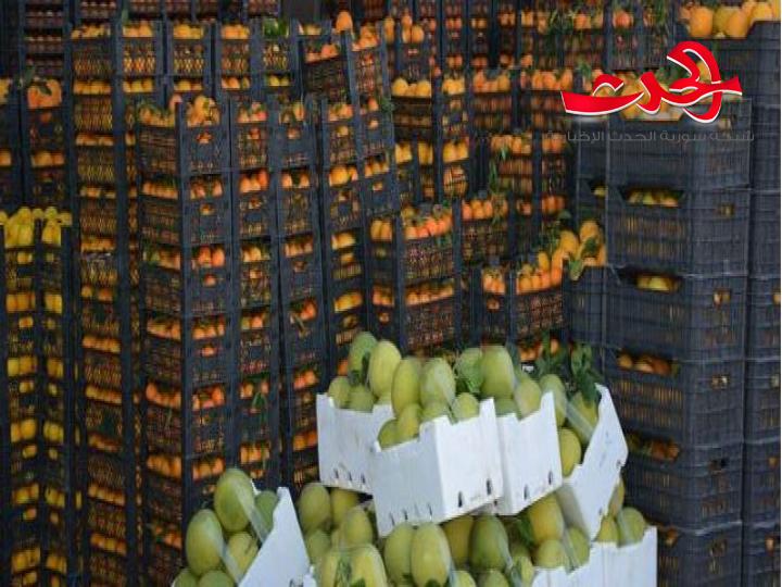 الحمضيات السورية تنافس عالمياً