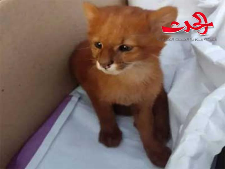 فتاة تنقذ قطة من الشارع والمفاجئة!