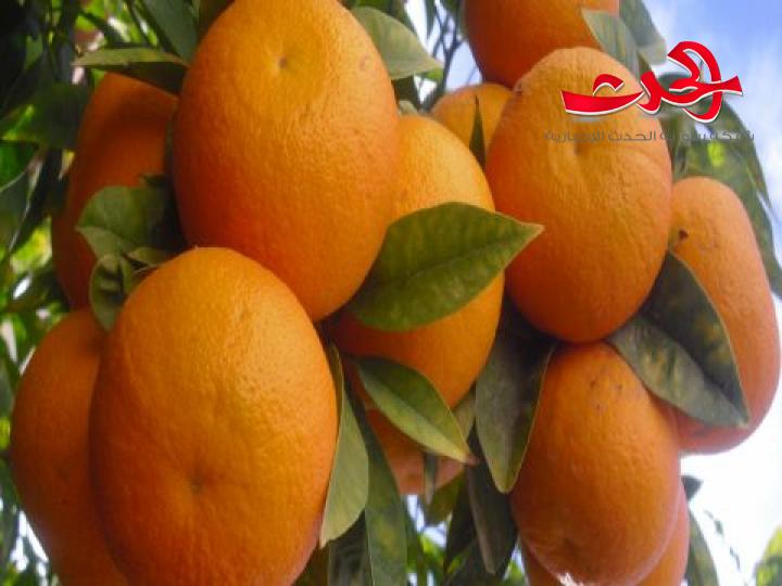 مدير هيئة دعم وتنمية الإنتاج المحلي والصادرات :خط بحري ثابت بين سورية وروسيا لتصدير الحمضيات