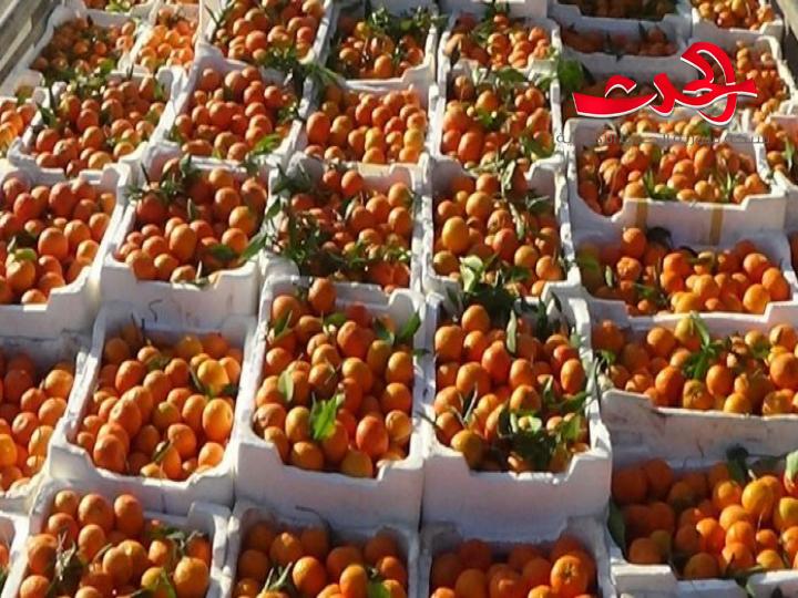  حزمة إجراءات حكومية لدعم تسويق الحمضيات