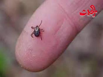 التخلص من بق الفراش المزعج بطريقة بسيطة؟!