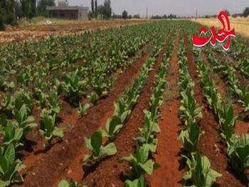المؤسسة العامة للتبغ: زيادة كميات محصول التبغ عن العام الماضي بنسبة 32 بالمية