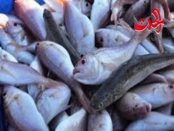 القرطاسية في أربع صالات في دمشق..مبيعات الاسماك تجاوزت التوقعات في دمشق 