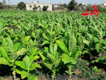 11 مليون كغ انتاج المؤسسة العامة للتبغ هذا العام