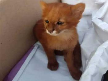 فتاة تنقذ قطة من الشارع والمفاجئة!