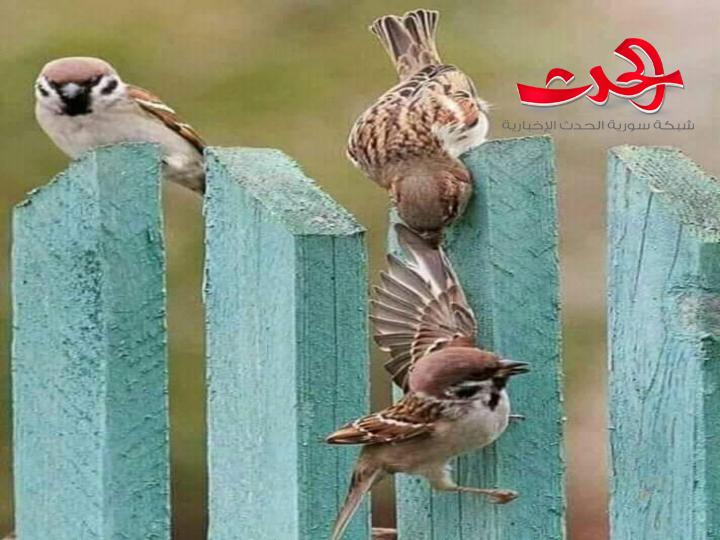 صبرا أيها القدر بقلم الشاعرة خديجة عدي بن محمد