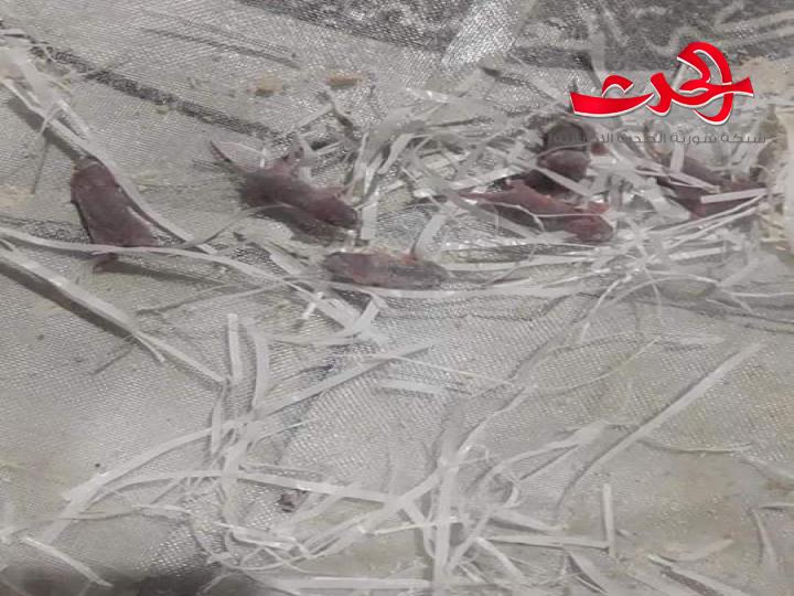 فئران حديثة الولادة في اكياس الطحين ورئيس المخابز يناشد ؟!  