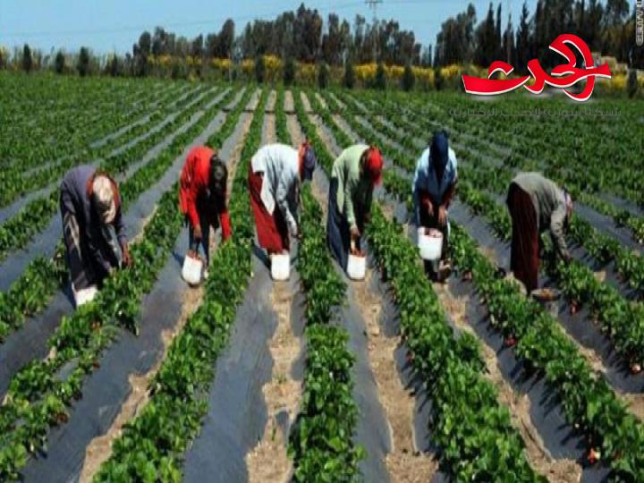 توسع زراعي لافت في درعا