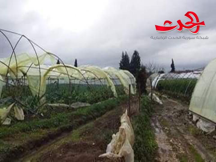 «التنين» البحري «يفتك» بالزراعات المحمية في طرطوس.. والخسائر فادحة!