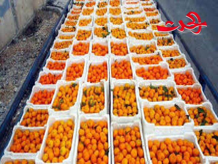 محملة بأكثر من 1500 طن... إبحار أول سفينة حمضيات سورية إلى القرم 20 الجاري