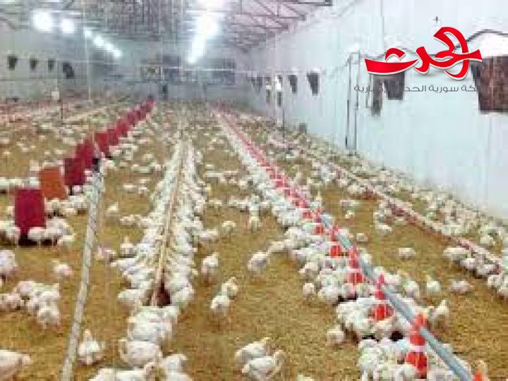 ارتفاع أسعار الفروج وإغلاق عدد من المداجن.. مؤسسة الأعلاف: ارتفاع الأسعار أمر لا يمكن ضبطه