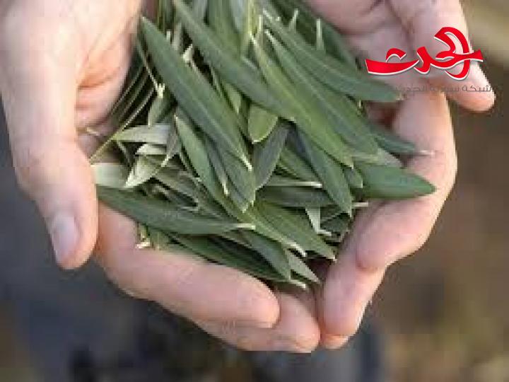 أوراق الزيتون هل لها فائدة وقدرة على الشفاء من الداء السكري.. ماذا يقول الدكتور اختصاص التغذية العلاجية