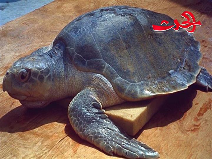 بزعنفة صناعية بديلة.. سلحفاة تعاود العوم