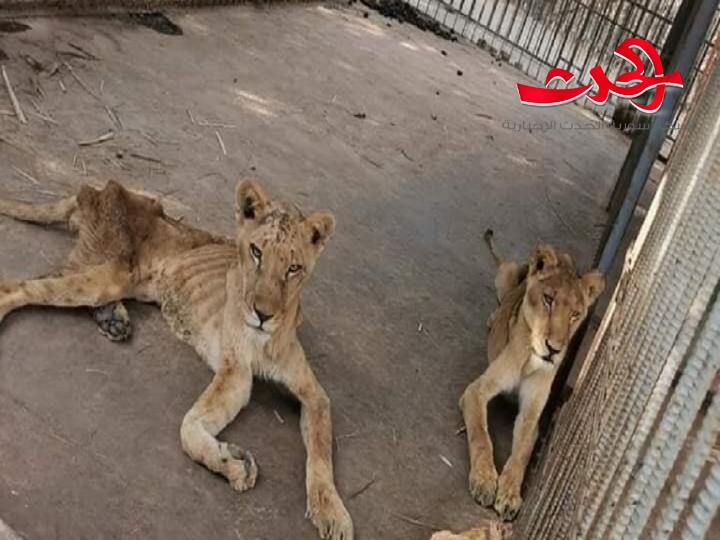 أسود تموت جوعا في السودان ؟!