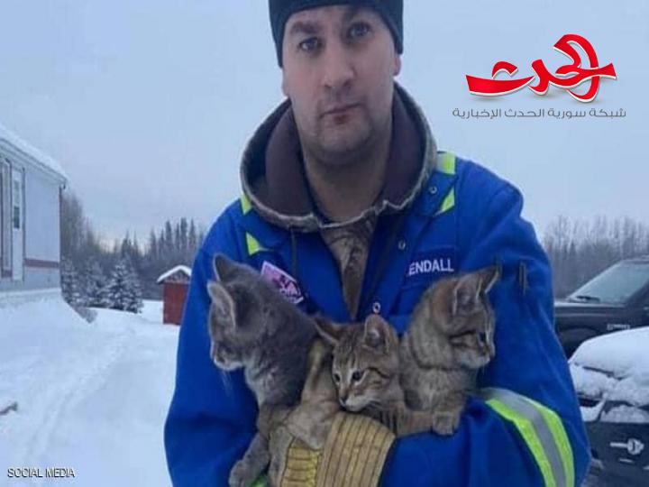 القهوة أنقذت ثلاث قطط من موت محتم