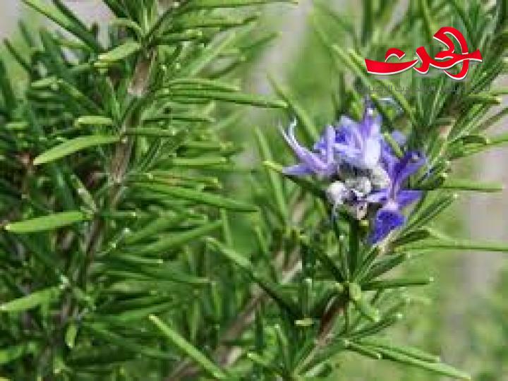 الطريقة الفعالة المثمرة لاستعمال نبات إكليل الجبل