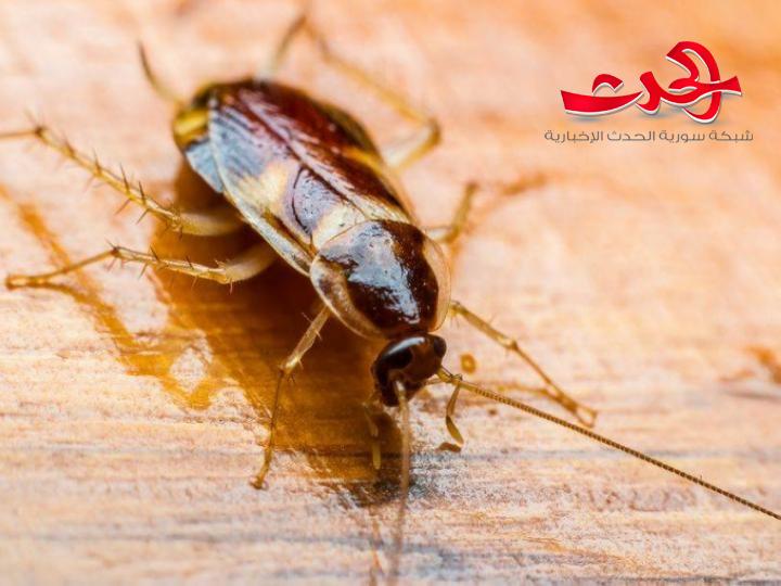 لـ عيد الحب.. موقع إخباري يقترح هدية مثيرة للاشمئزاز فما دخل الصرصور؟