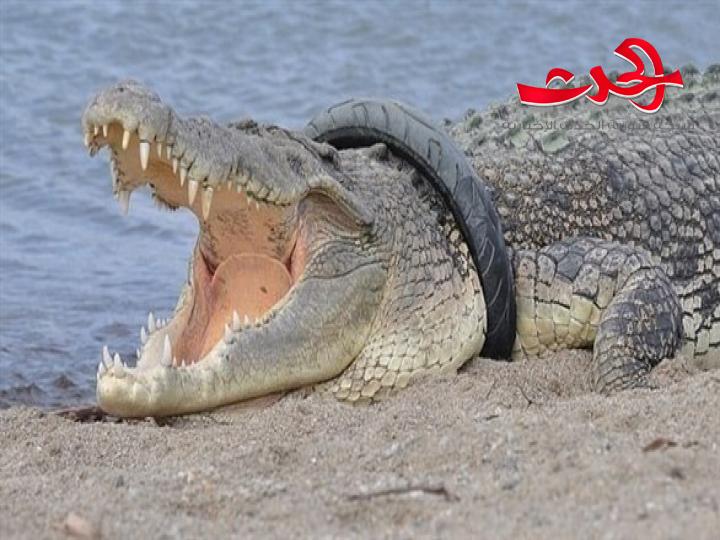 محاولة لتحرير تمساح من إطار دراجة نارية عالق برقبته