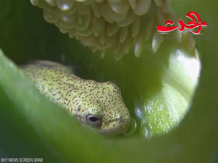 ضفدع في حبة فلفل أخضر قاسية وقشرتها سليمة