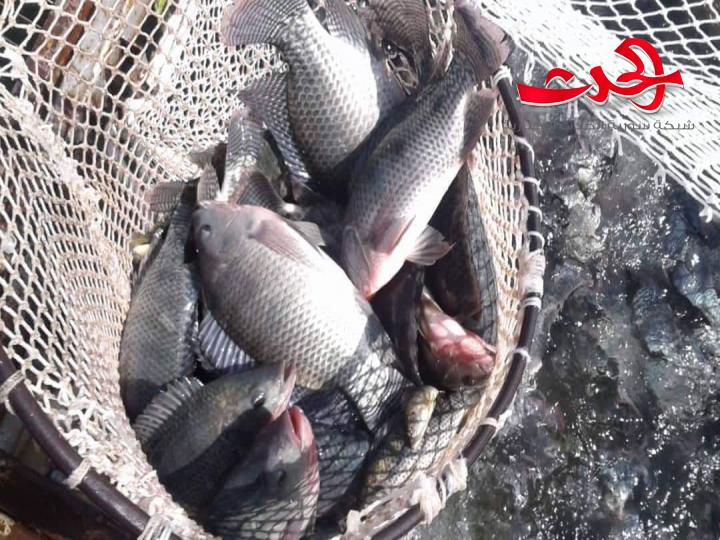 إنتاج 1,4 مليون إصبعية سمكية و 320 مليون ليرة إيرادات هيئة الثروة السمكية العام الماضي