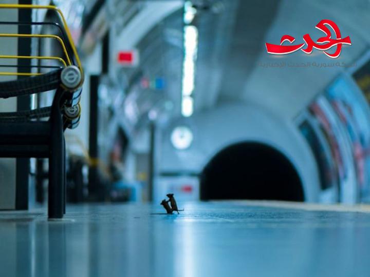 صورة لـ فأرين يتشاجران في لندن.. فما هي القصة؟