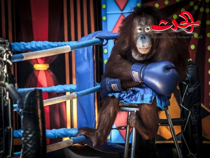 صورة لـ فأرين يتشاجران في لندن.. فما هي القصة؟