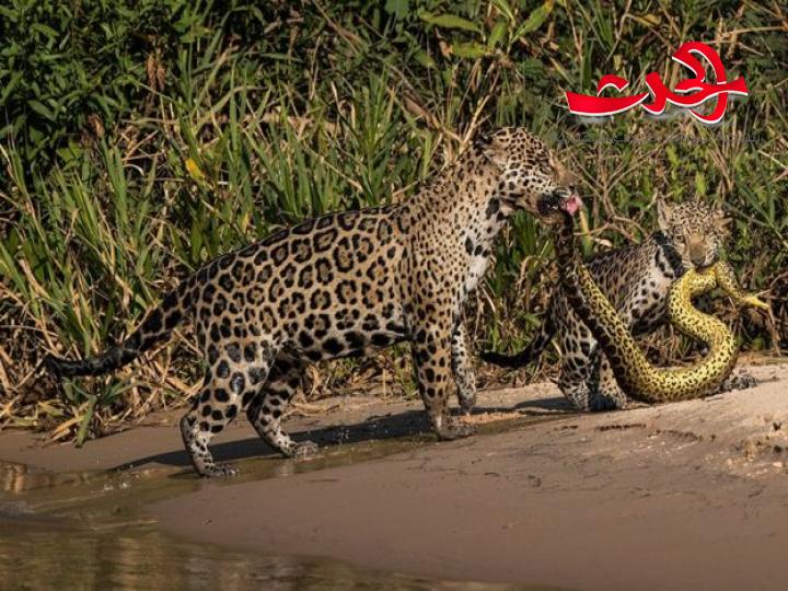 صورة لـ فأرين يتشاجران في لندن.. فما هي القصة؟