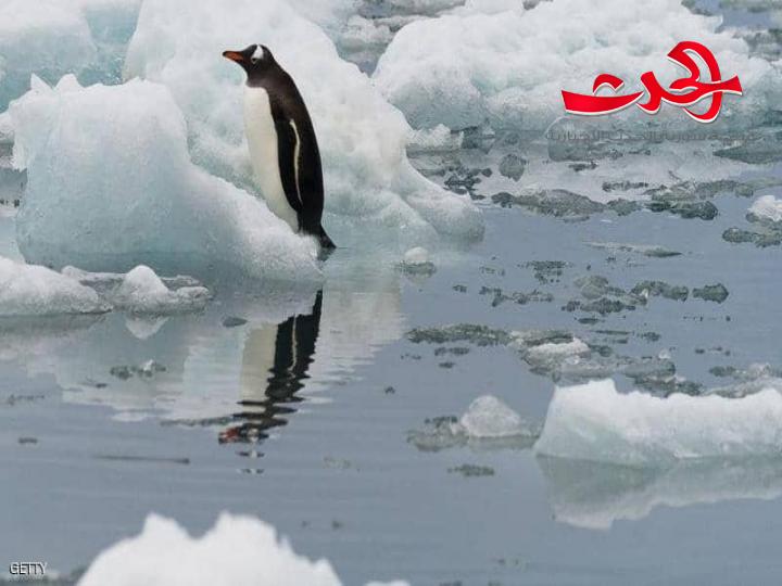 لأول مرة.. باحثون يسجلون صوت البطريق تحت الماء