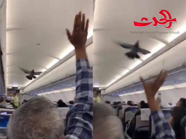 بالفيديو.. حمامة تثير ضجة في طائرة ركاب