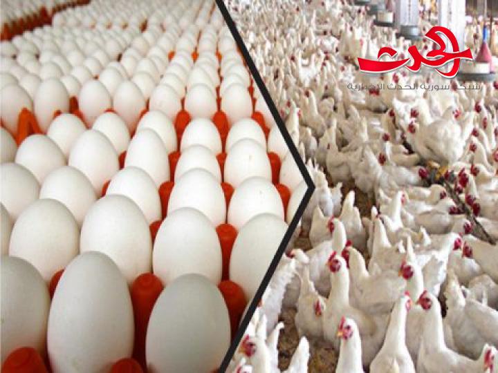 مدير عام مؤسسة الدواجن : انخفاض ملموس لأسعار البيض والفروج قريباً