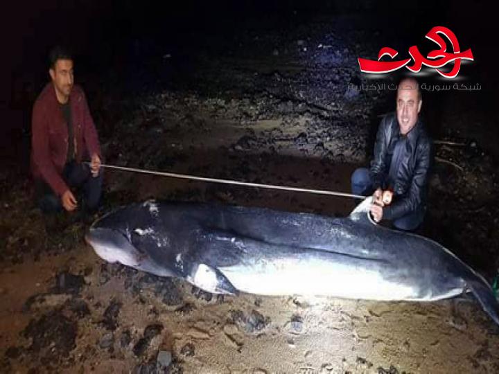 حوت نافق من فصيلة المنك الشمالي على شواطئ بانياس