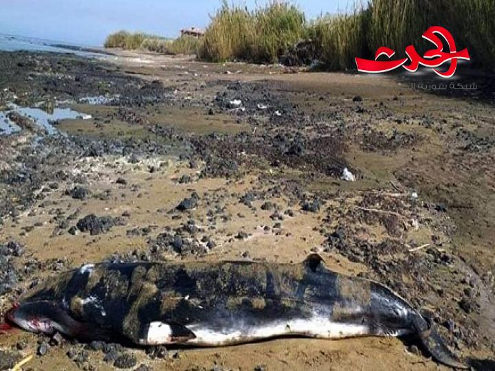 حوت نافق من فصيلة المنك الشمالي على شواطئ بانياس