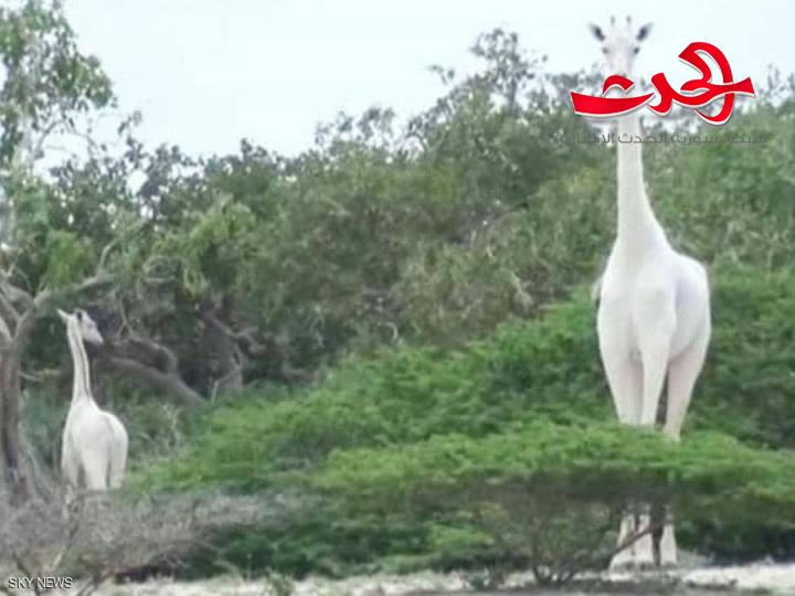 صيادون يقتلون الزرافة البيضاء الوحيدة في العالم ودعوات للحفاظ على النوعيات النادرة من الحيوانات